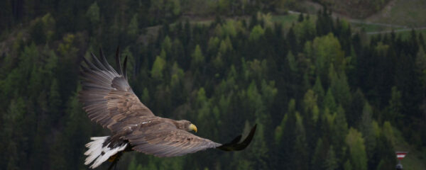 parc animalier